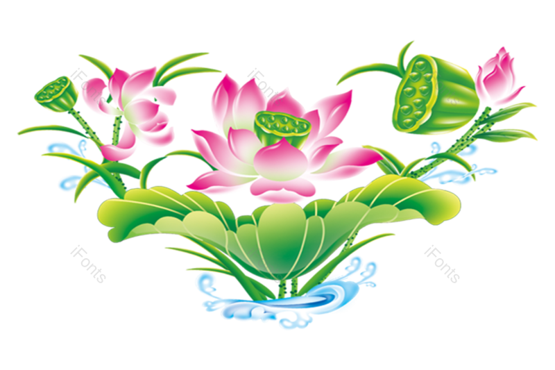 夏至图片,荷花元素,夏天PNG,花卉免抠素材